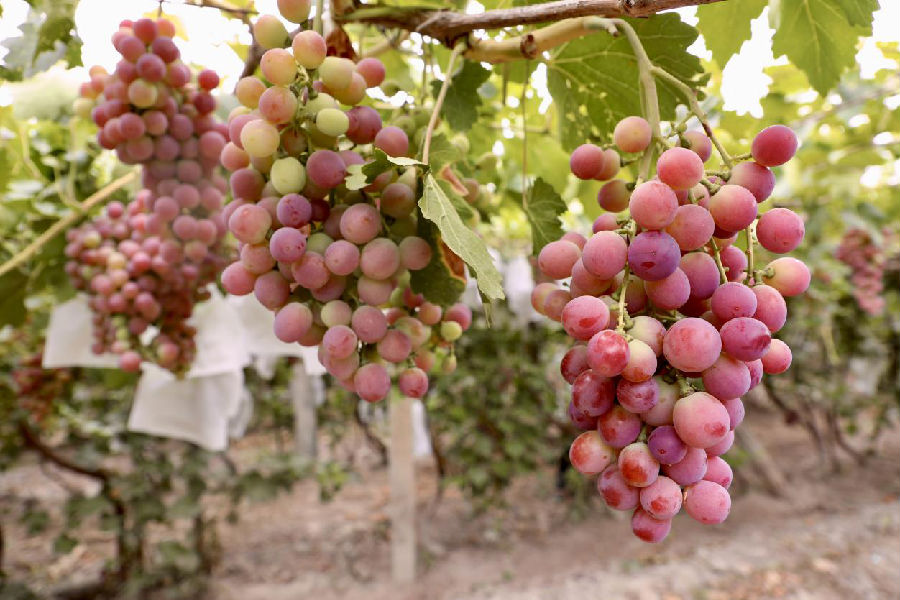 图为葡萄藤蔓上挂满了一串串颗粒饱满、色彩鲜艳的葡萄（齐曼古丽·萨塔尔 摄）