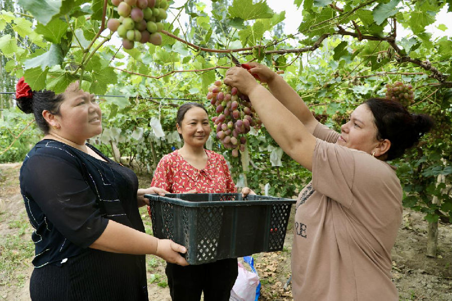 图为村民们正在葡萄园里忙着采摘葡萄（齐曼古丽·萨塔尔 摄）