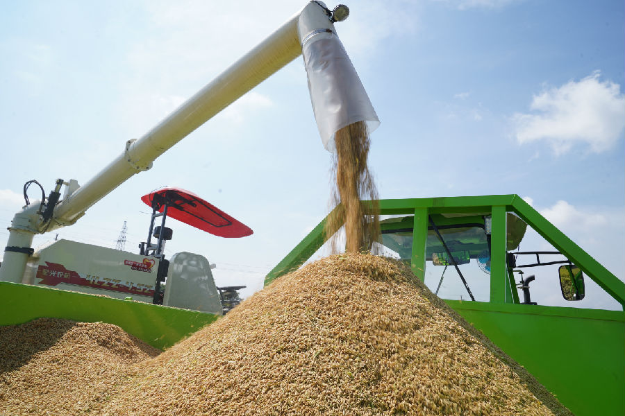 图为无人驾驶机收稻谷（卓芊余 摄）