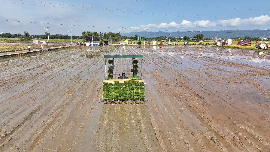 无人驾驶机插（邹庆林 摄）