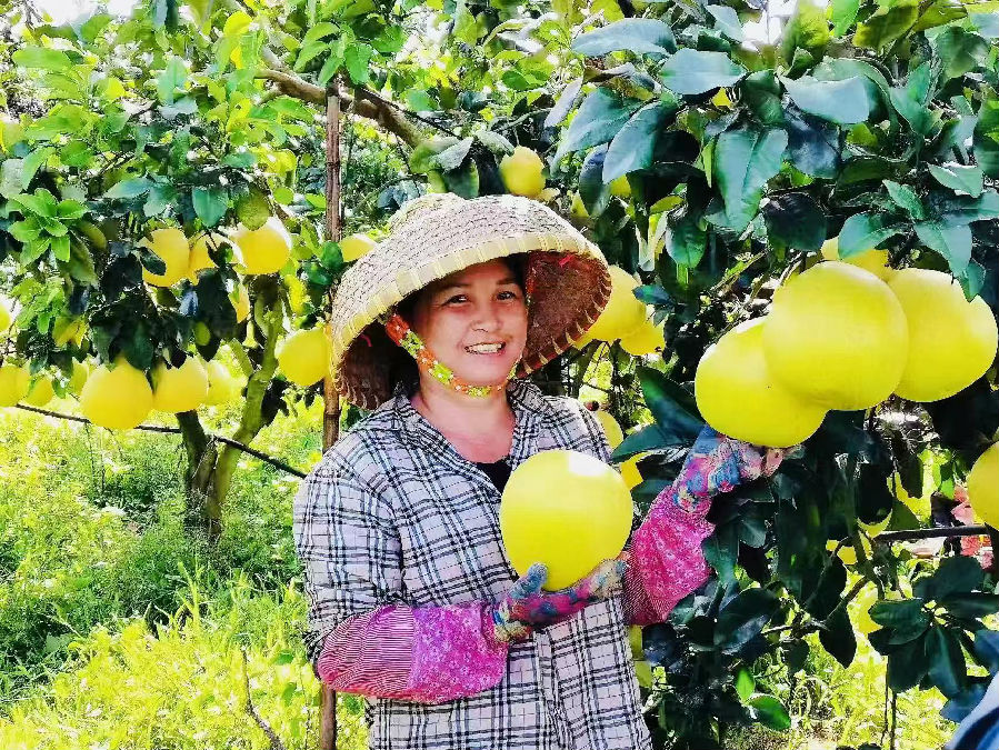 村民采摘成熟柚子（陈奇巧 摄）