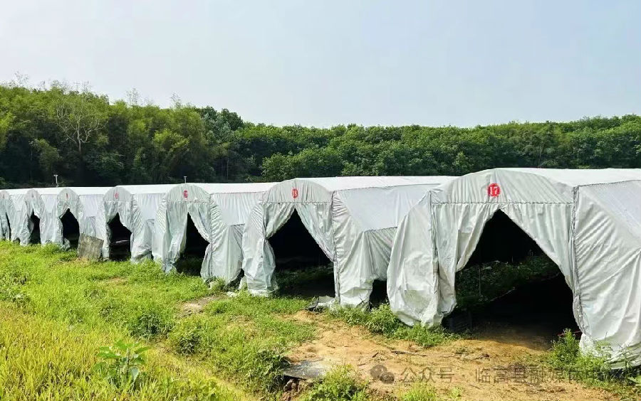 开展有机种植生产（陈奇巧 摄）