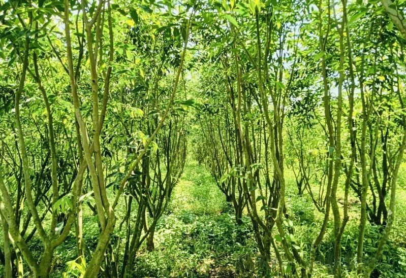 临高县皇桐镇富雄村奇楠沉香种植基地（陈奇巧 摄）