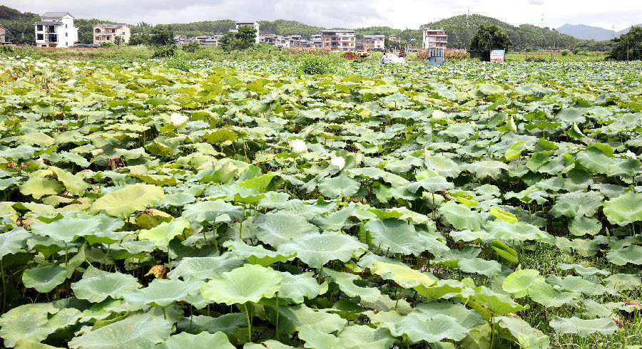 图为羊头镇垒石村连片双季莲藕种植基地一隅 （陈紫薇 摄）