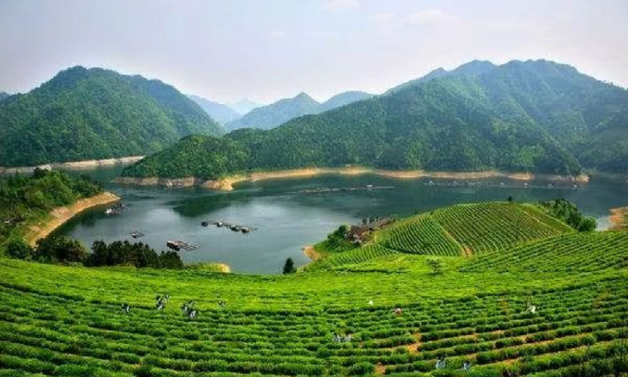 图为英山云雾茶（童曙明 摄）