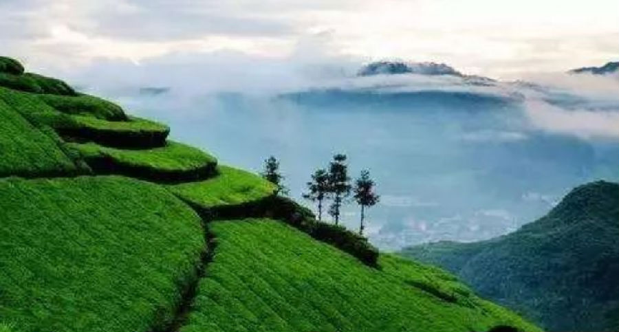 图为英山云雾茶（童曙明 摄）
