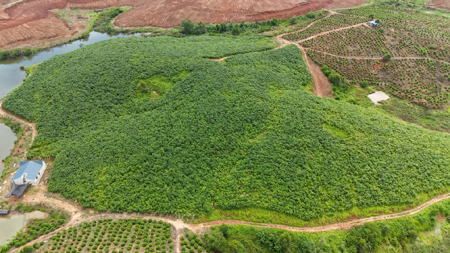 港南区桥圩镇姚平村五指毛桃种植基地（谭天力 摄）