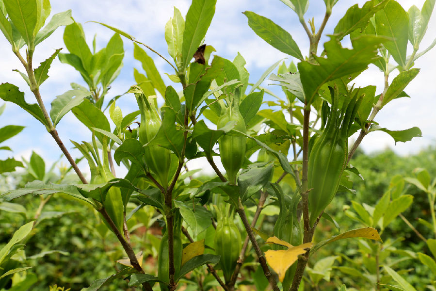 种植一年半时间的黄栀子树结出第一批果实（谭天力 摄）