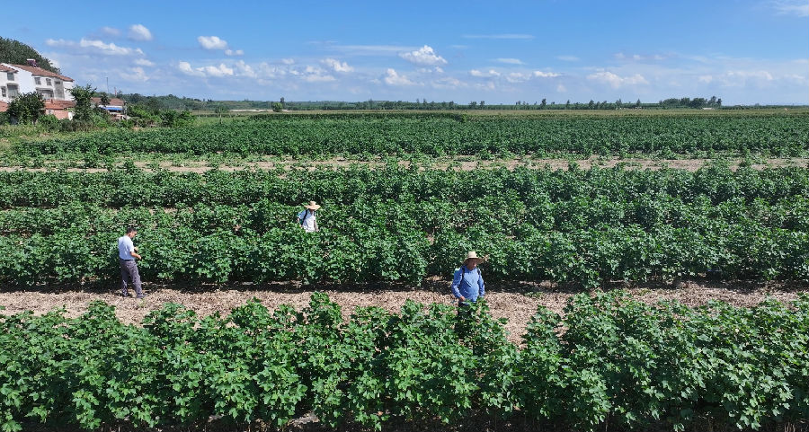 图为棉农正在积极开展田管工作确保棉花丰产丰收 （李勤 摄）