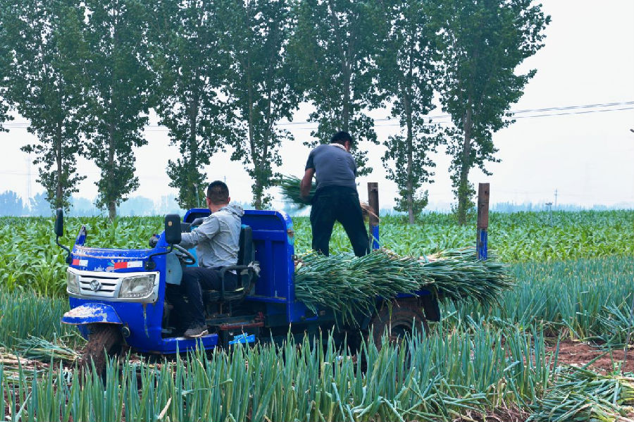 装车外运（李磊 摄）