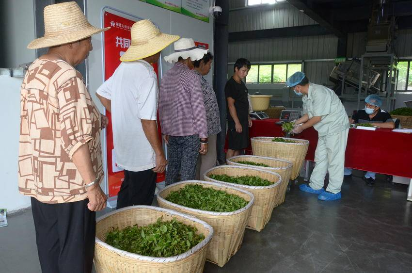 图为村民将采摘下来的嫩茶叶送到茶厂（易荣波 摄）