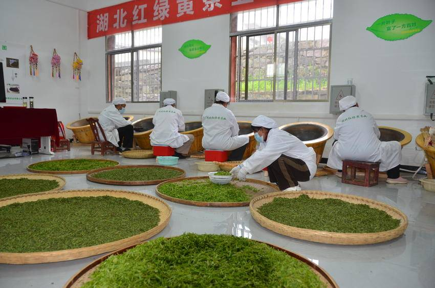 图为红绿黄公司手工制茶车间（易荣波 摄）