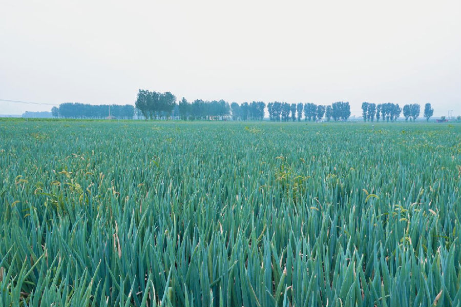 葱香浓郁（李磊 摄）