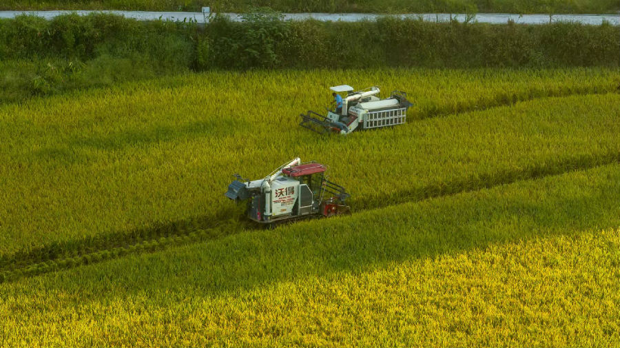 图为活动现场（何卓恒 摄）