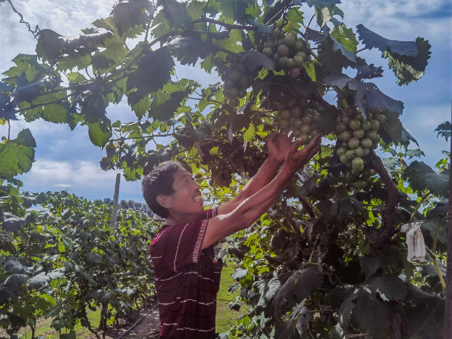 图为合心镇岳家村打造年产量200万公斤的净珠葡萄产业基地（杨江春 摄）