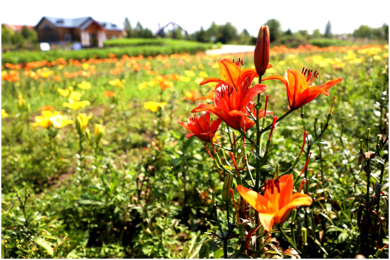 蓝莓园种植的亚洲百合花卉（王力 摄）