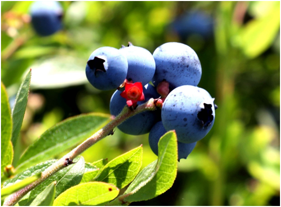 蓝莓园人工繁育的美登蓝莓（王力 摄）