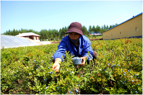 阿木尔林业局中心苗圃蓝莓园职工在采摘蓝莓果（王力 摄）