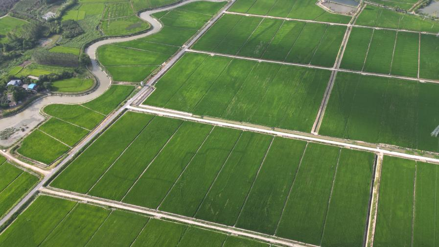 高标准农田（晏小凤 摄）