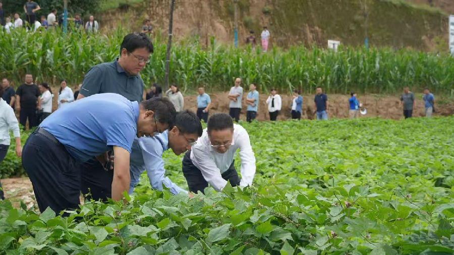 &nbsp;与会领导及专家在乔云的带领下深入杂粮基地了解杂粮作物的长势情况&nbsp;&nbsp;&nbsp;晋兴摄
