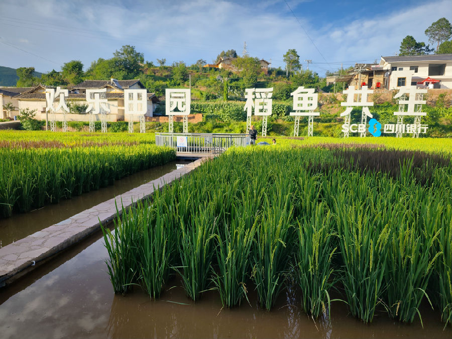 “稻鱼共生”示范田（胡方晓 摄）