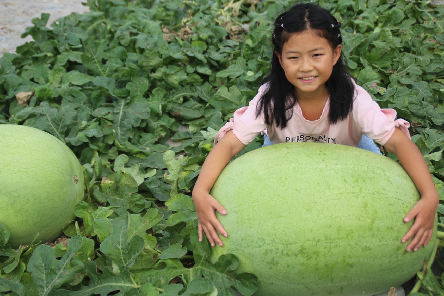 百斤大西瓜，品种为新红宝，皮薄瓤红，口感脆甜，多用于庆典宴会及亲友聚会，更是送礼佳品（赵琪 摄）