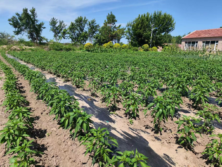 庭院经济辣椒长势喜人（褚佳轩 摄）