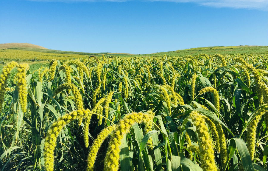 洮南市敖牛山小麦生长图（于则超 摄）