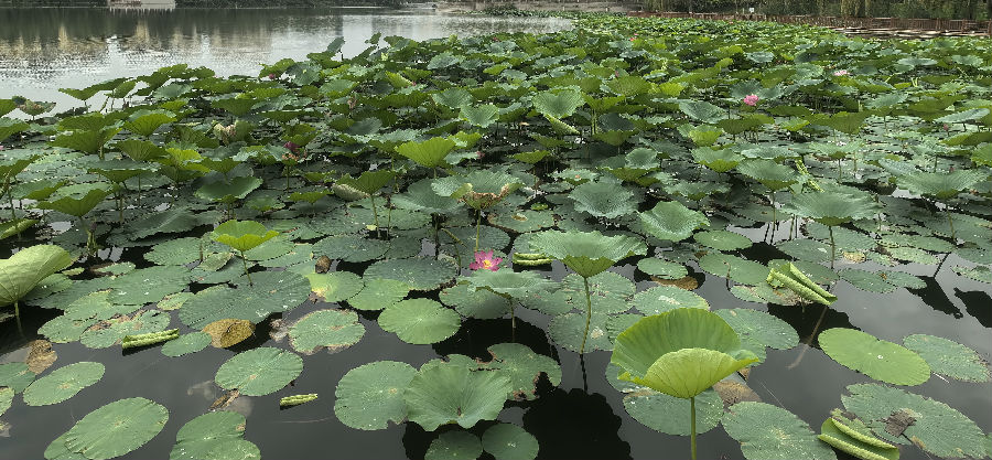 阿克苏国家湿地公园景色 （查燕荣 摄）