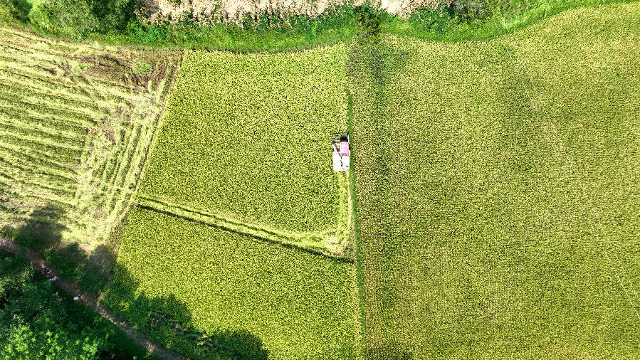 收割机收稻（汪泽宇 摄）