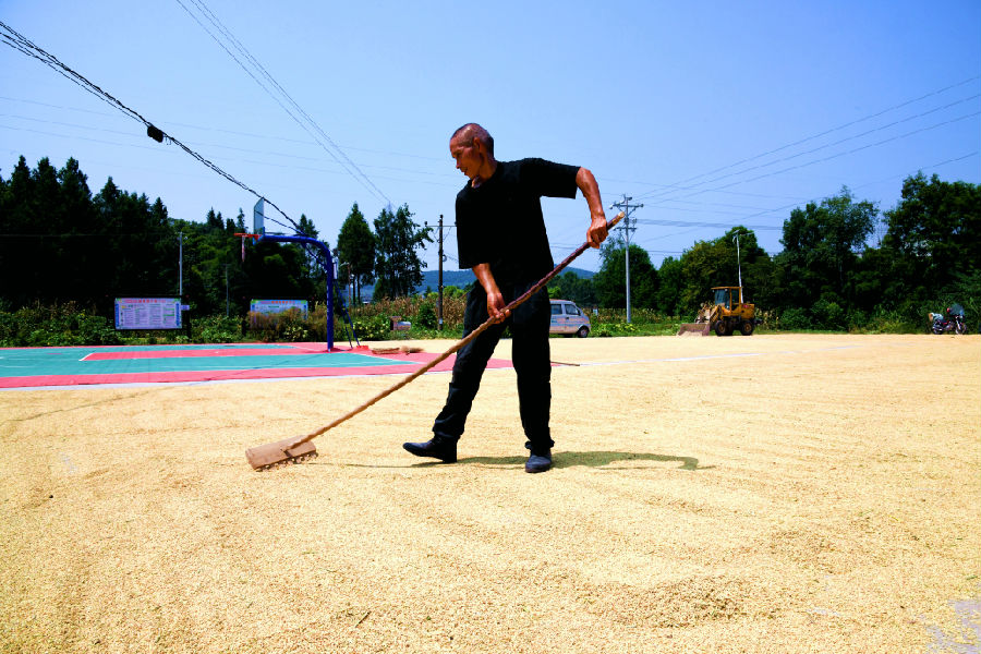农民晾晒稻谷（汪泽宇 摄）