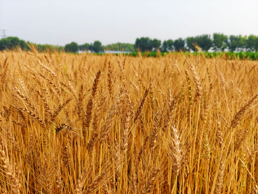 南岗子村小冰麦（潘晟昱 摄）