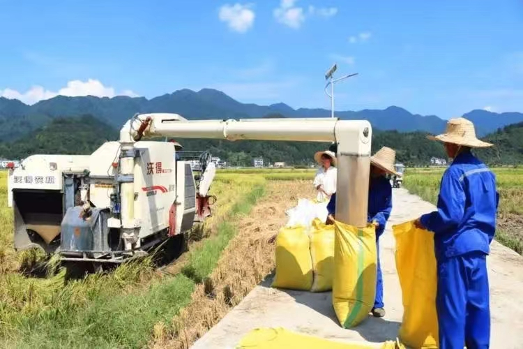农户在田边抢收作物(谢帅 摄) 农户在田边抢收作物(谢帅 摄)