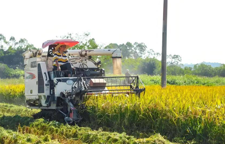 联合收割机在田间工作(谢帅 摄) 联合收割机在田间工作(谢帅 摄)