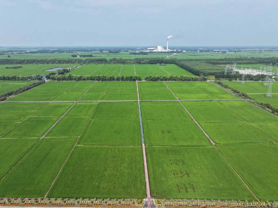 林海镇依托“弱碱稻米小镇”和水稻现代农业产业园区项目建设，着力打造一二三产业高度融合的现代农业产业示范园区。（詹越 摄）