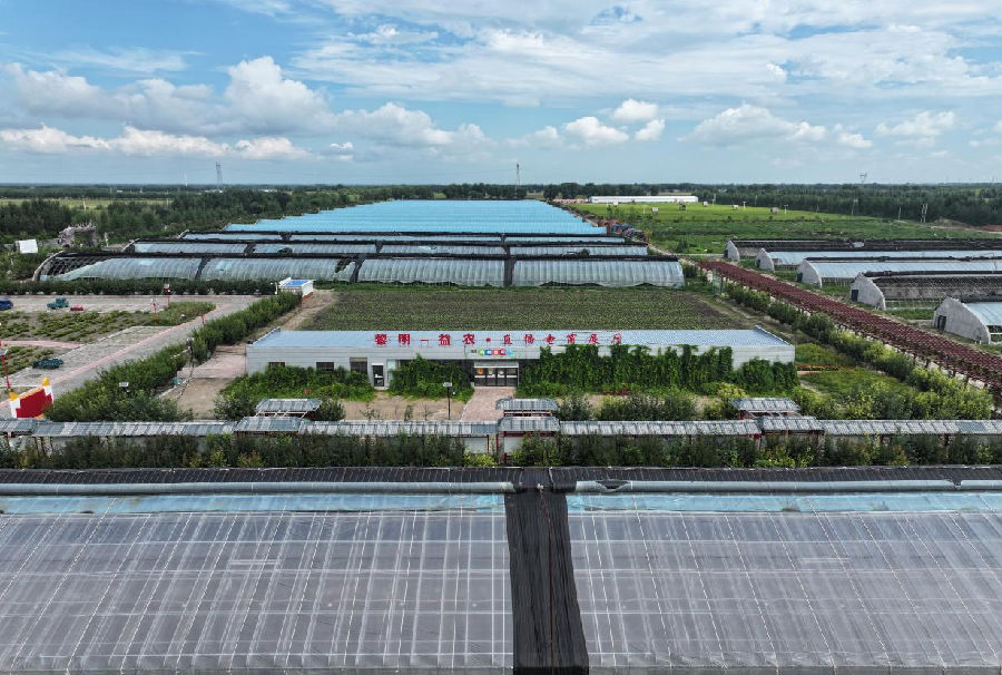 黎明村与包保部门共同谋划扶贫产业项目现代农业示范园区（詹越 摄）