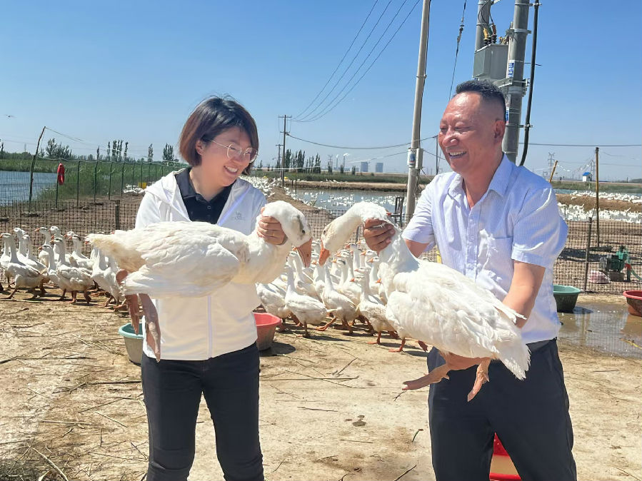 养殖大白鹅（朱梅宝 摄）