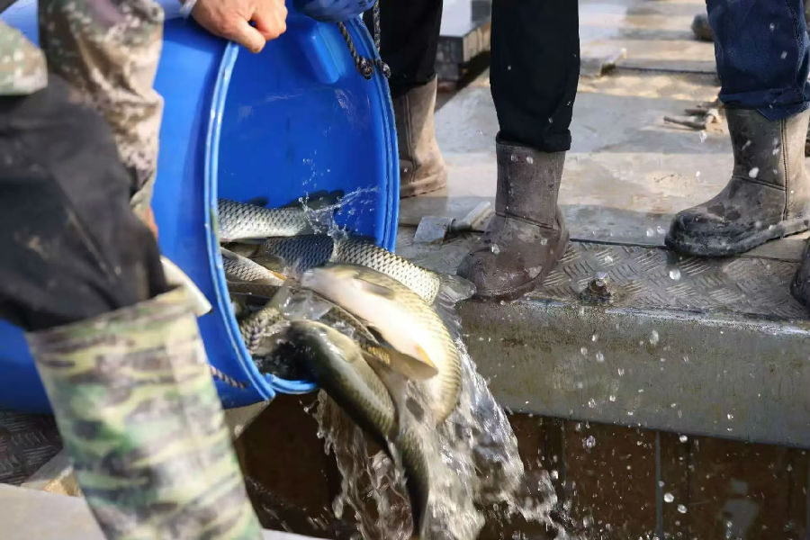 捕捞生态鱼 （朱梅宝 摄）