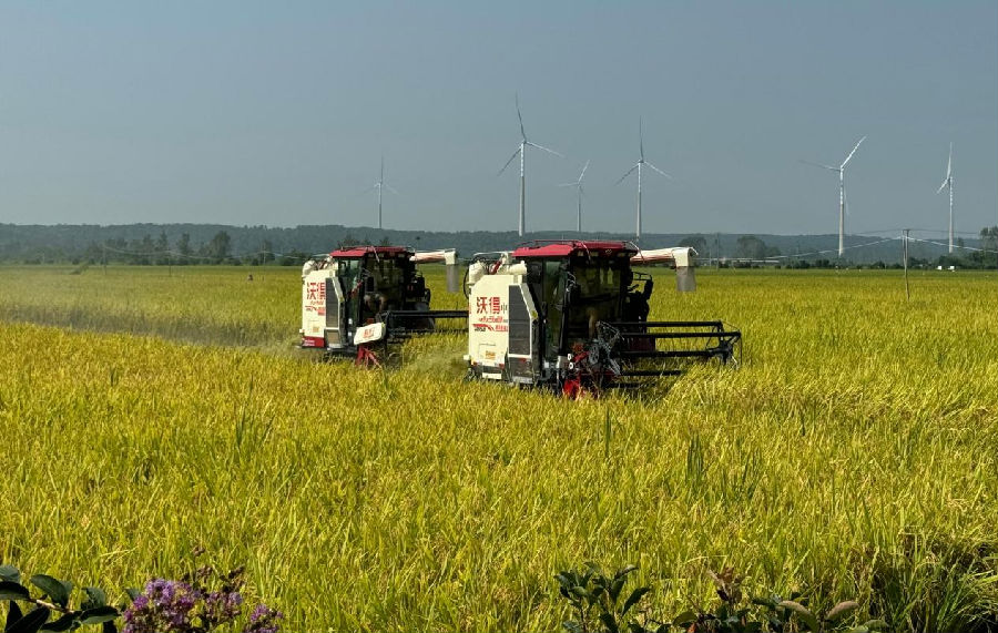 收割机在稻田收割糯稻（刘佳文 摄）