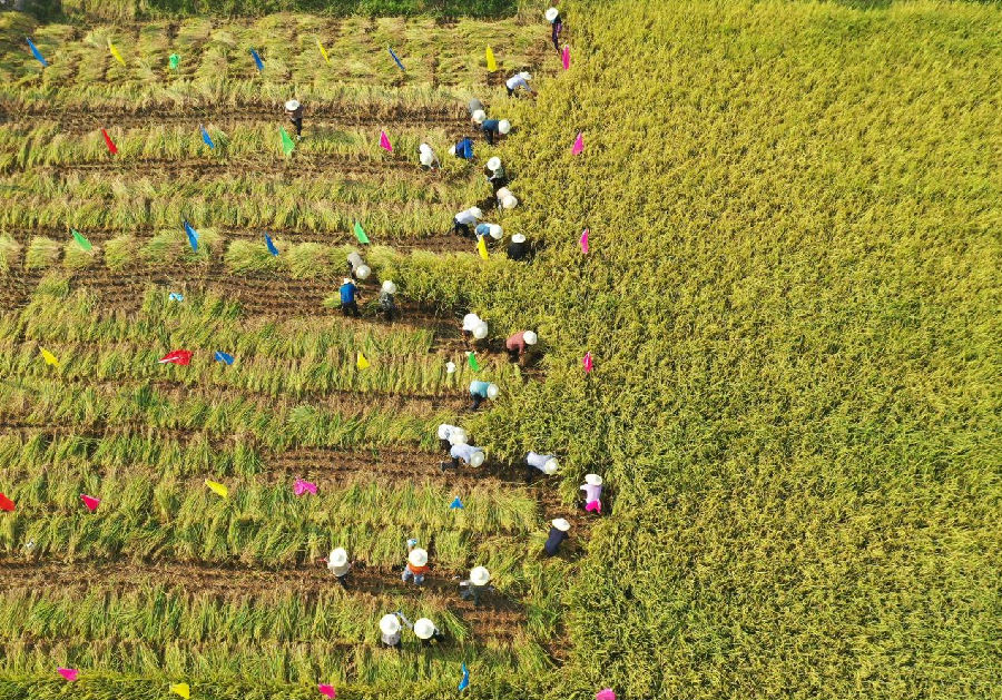 田店镇畅马村水稻收割接力赛（孙缙 摄）