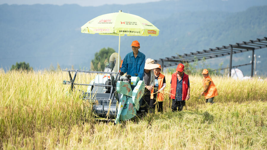 收稻了（周俊 摄）