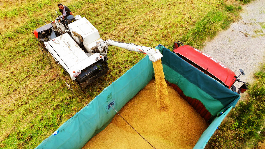 秋收现场（肖蒙 摄）