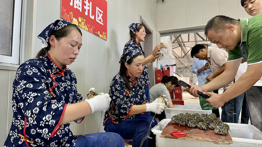 工人们将螃蟹捆绑好即将装箱（张伟伟 摄）