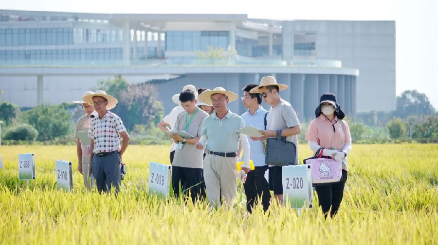 田间评选及观摩现场 （戚原 摄）