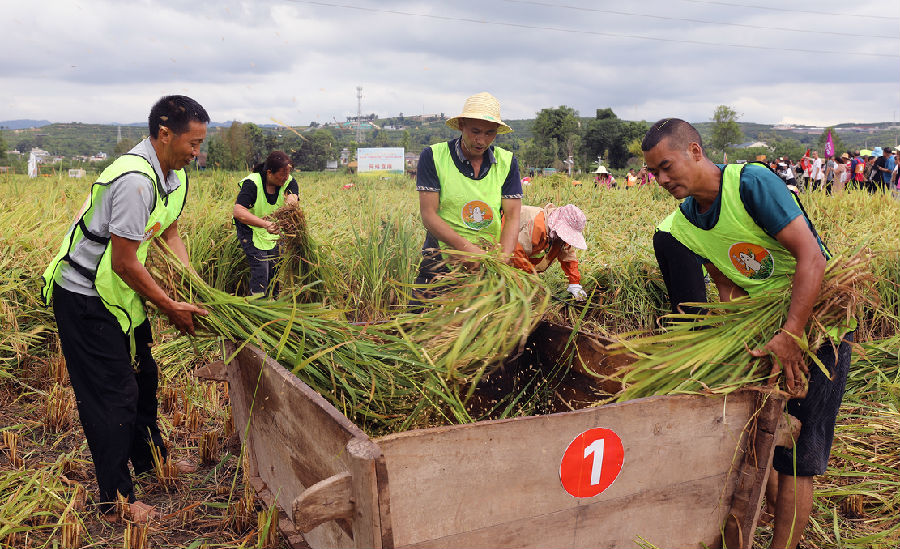 图为活动现场割谷打谷子比赛（罗俊涵 摄）