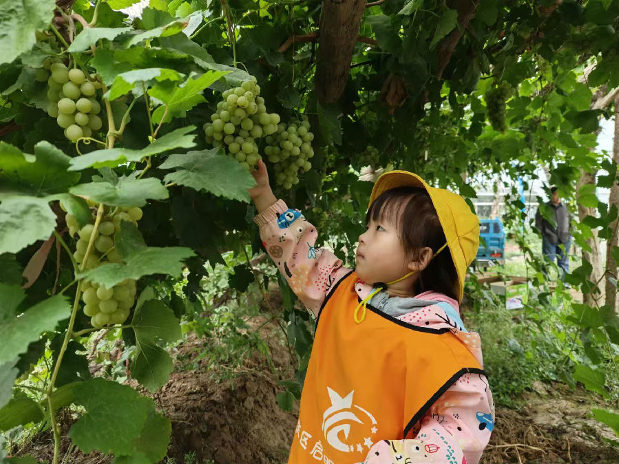 大青葡萄采摘现场（余劲草 摄）