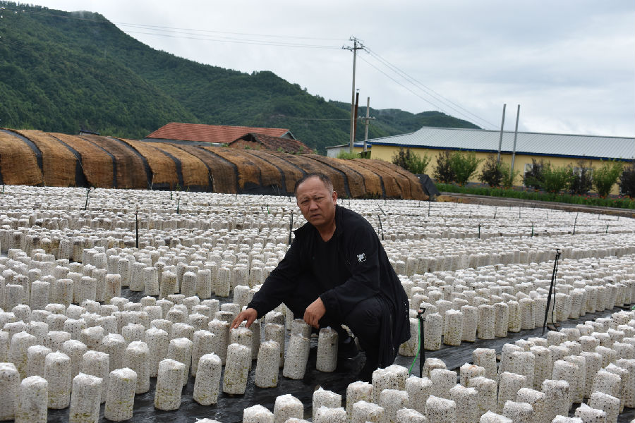 图为果松镇东明村党支部书记于锡军在查看木耳袋（徐国凯 摄）