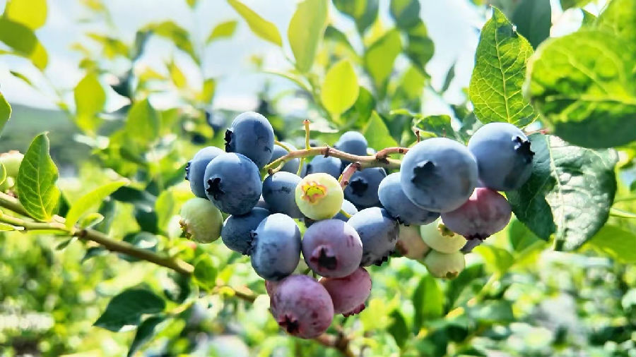 图为兴林镇的蓝莓基地迎来了收获季（徐国凯 摄）