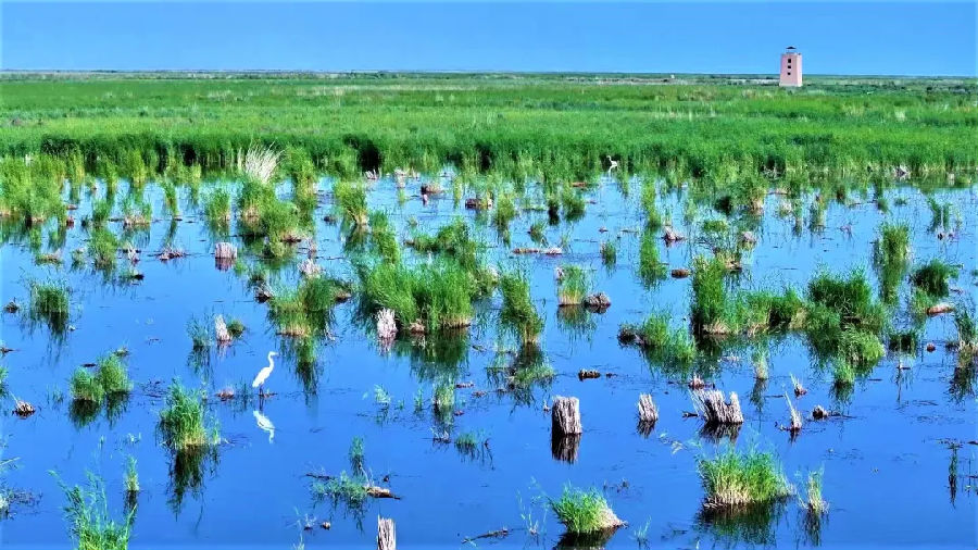 图为和硕县龙驹湿地波光粼粼的湖面如诗如画 （道尔利 摄）