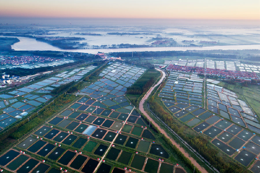 博兴县万亩虾池鸟瞰图（李乐 摄）